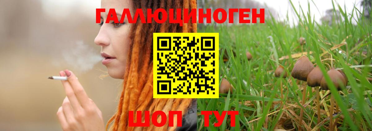 Псилоцибиновые грибы Psilocybe Чернушка